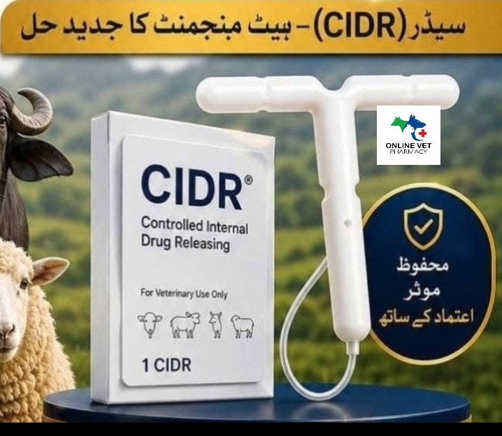 CIDR 2